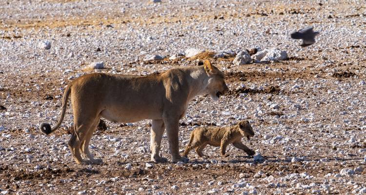 Safari d'exploration du Kenya et de la Tanzanie - Holiday Destination Safaris 8
