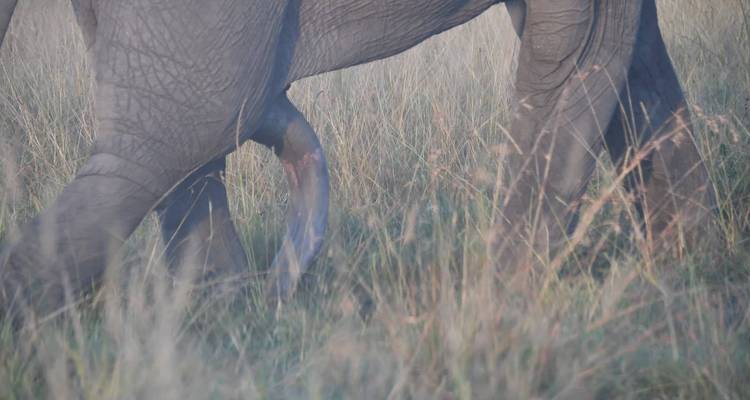 Parque Nacional de Amboseli - BESH AFRICAN ADVENTURES 2