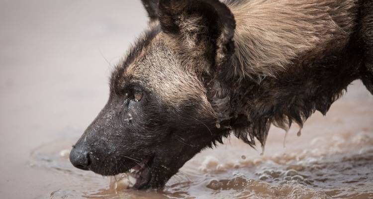 Parque Nacional de Amboseli - BESH AFRICAN ADVENTURES 4
