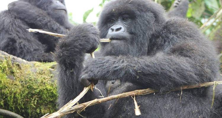 Gorilla die op een tak kauwt in een bosomgeving.