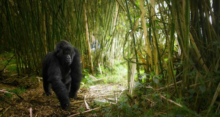 14-Day Uganda & Rwanda Primate Tour (Midrange Tour) - Ovacado Adventures 4