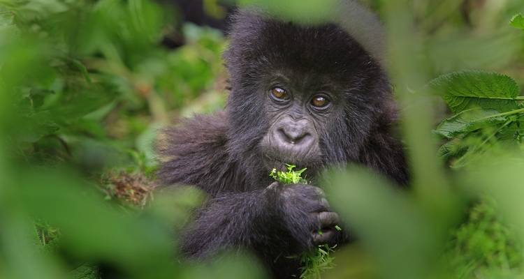 14-Day Uganda & Rwanda Primate Tour (Midrange Tour) - Ovacado Adventures 10