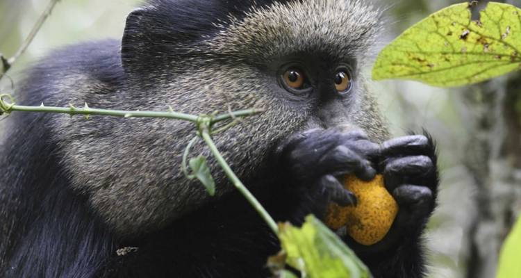 14-Day Uganda & Rwanda Primate Tour (Midrange Tour) - Ovacado Adventures 9