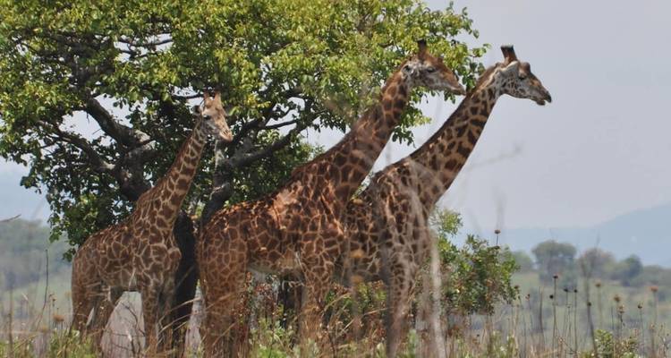 14-Day Uganda & Rwanda Primate Tour (Midrange Tour) - Ovacado Adventures 8