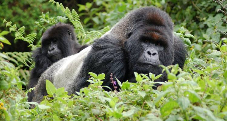 14-Day Uganda & Rwanda Primate Tour (Midrange Tour) - Ovacado Adventures 1
