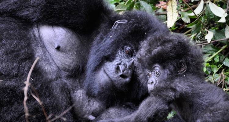 Gorillamoeder en baby rusten samen in dichte bladeren.