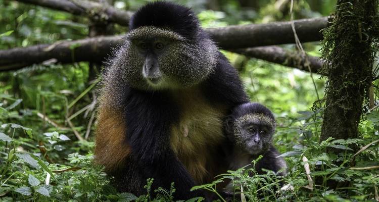 14-Day Uganda & Rwanda Primate Tour (Midrange Tour) - Ovacado Adventures 3