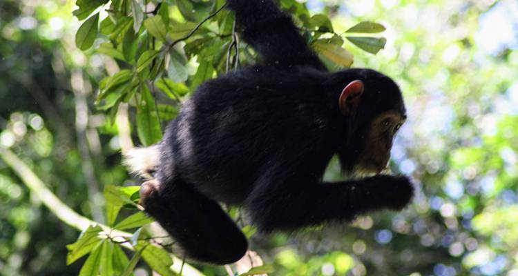 9 days Wildlife and Primates Safari in Uganda - Primate World Safaris (U) Ltd 7
