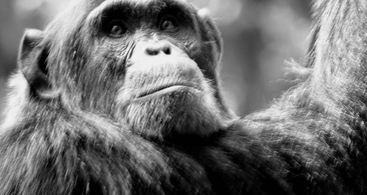 9 days Wildlife and Primates Safari in Uganda - Primate World Safaris (U) Ltd 1