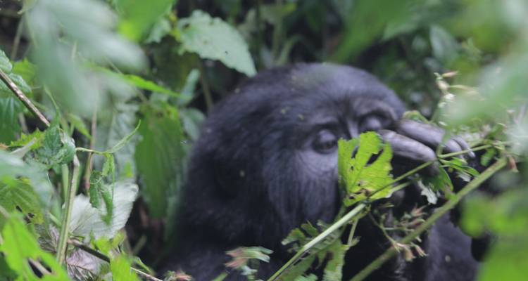 9 days Wildlife and Primates Safari in Uganda - Primate World Safaris (U) Ltd 9