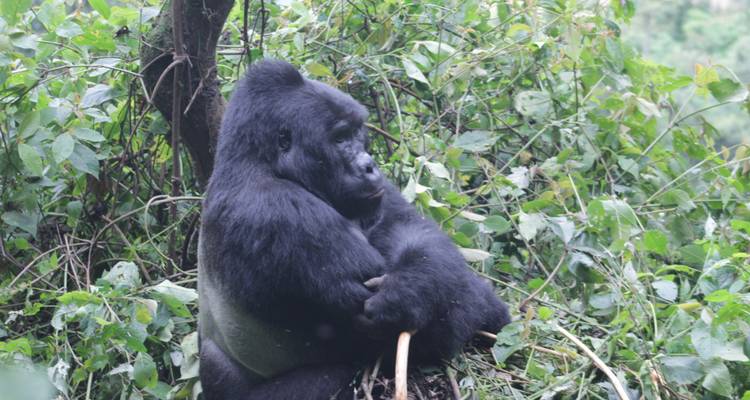9 days Wildlife and Primates Safari in Uganda - Primate World Safaris (U) Ltd 10