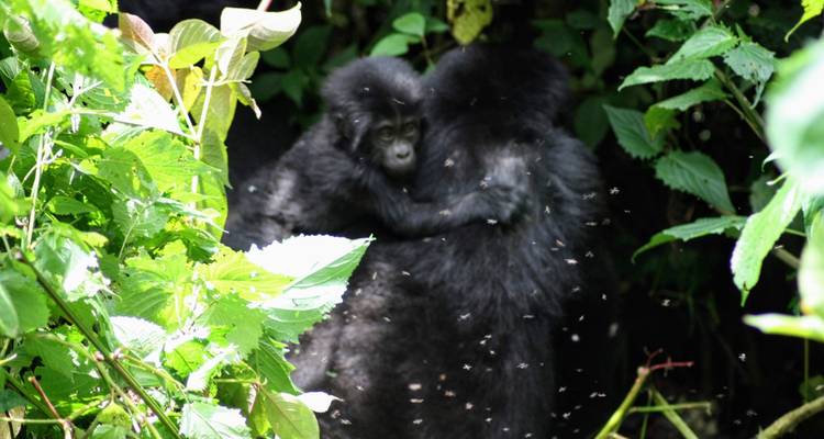 9 days Wildlife and Primates Safari in Uganda - Primate World Safaris (U) Ltd 4