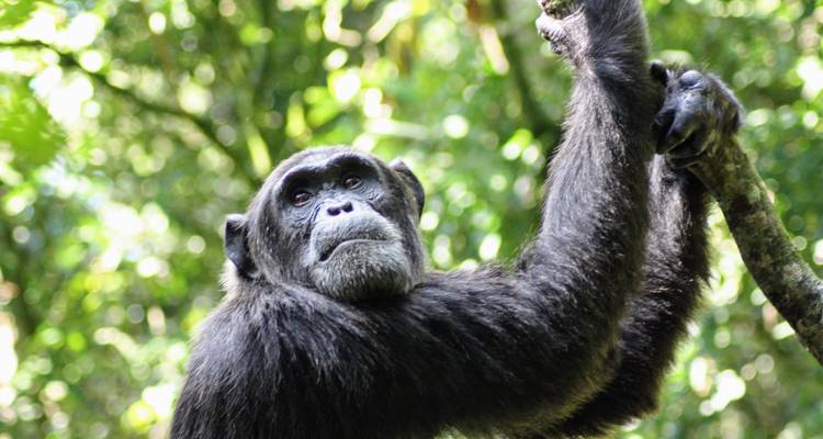 9 days Wildlife and Primates Safari in Uganda - Primate World Safaris (U) Ltd 6