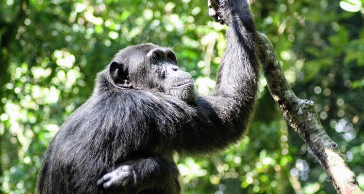 9 days Wildlife and Primates Safari in Uganda - Primate World Safaris (U) Ltd 2