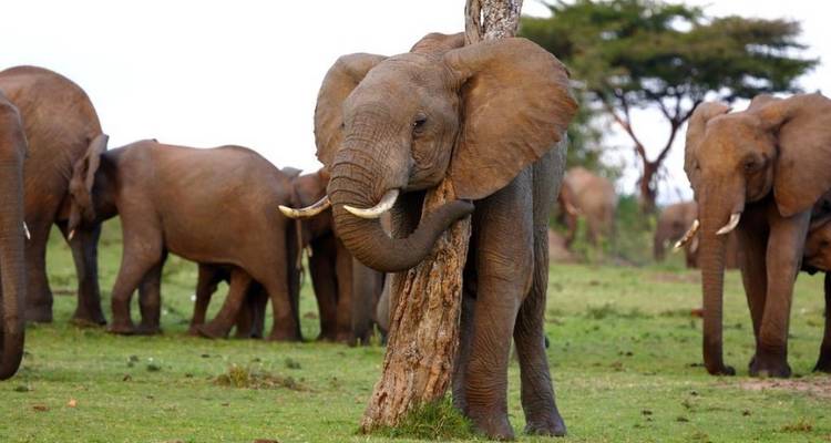Safari de 2 días con pernoctación en el Parque Nacional de Amboseli - salida diaria garantizada - Gracepatt Ecotours Kenya 2