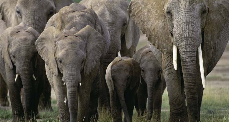 A herd of elephants walking together in the wilderness.