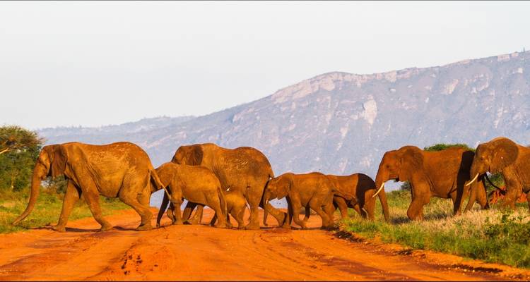 Elephants crossing a road with mountains in the background.
