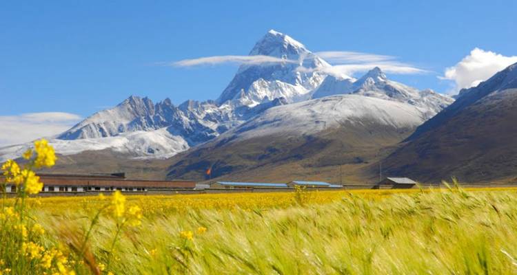 Montagne enneigée en arrière-plan avec des fleurs au premier plan.