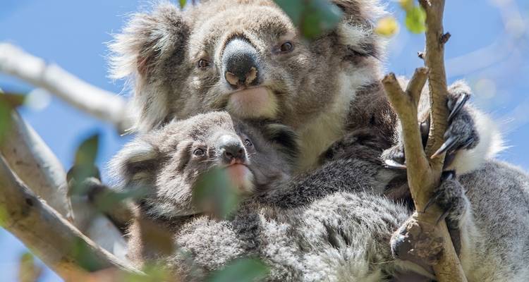 3 Day Adelaide to Melbourne Overland Adventure Tour (Accommodated) - Autopia Tours 4