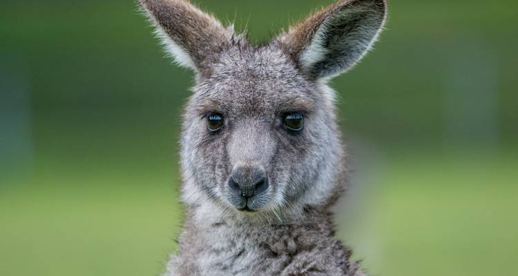 Escapade dans le parc national et la faune des Grampians - Autopia Tours 2