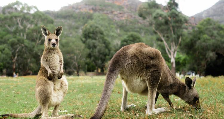 Een nieuwsgierig kangoeroejong staat rechtop naast een volwassen kangoeroe die op groen gras graast.
