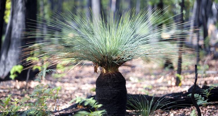 Escapade dans le parc national et la faune des Grampians - Autopia Tours 9
