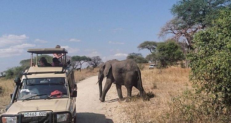 6 Days Tanzania Lodge Safari - Africa Outland Safaris 6