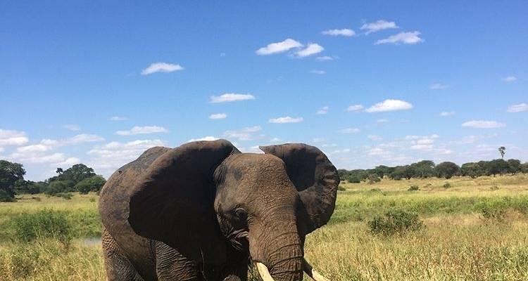 6 Days Tanzania Lodge Safari - Africa Outland Safaris 10