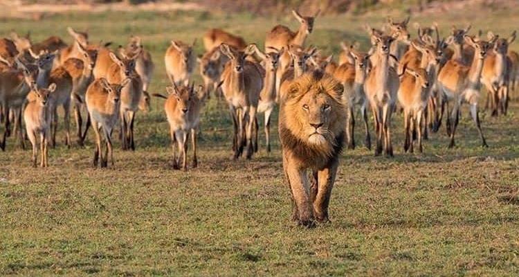 6 Days Tanzania Lodge Safari - Africa Outland Safaris 4