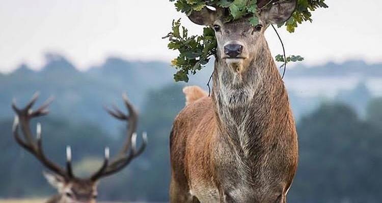 6 Days Tanzania Lodge Safari - Africa Outland Safaris 8