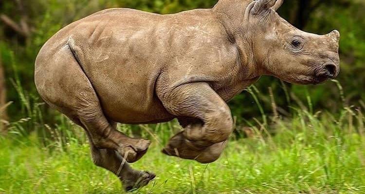 6 Days Tanzania Lodge Safari - Africa Outland Safaris 2