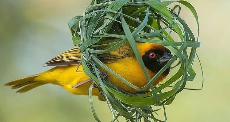 6 Days Tanzania Lodge Safari - Africa Outland Safaris 7
