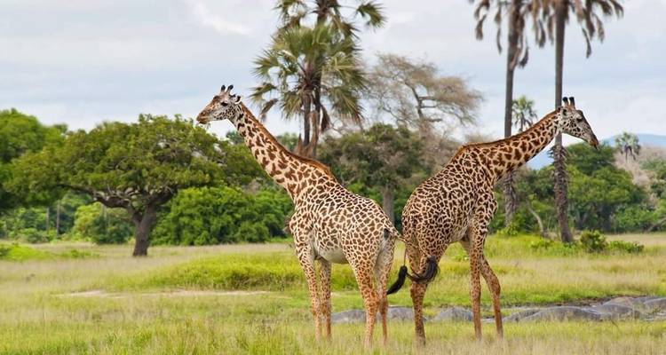 4 jours entre Tarangire et Ngororngoro - Africa Outland Safaris 10