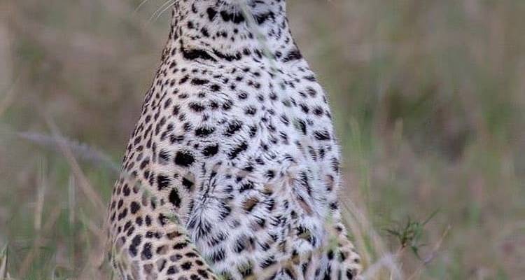 4 jours entre Tarangire et Ngororngoro - Africa Outland Safaris 2