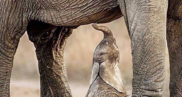 4 jours entre Tarangire et Ngororngoro - Africa Outland Safaris 1