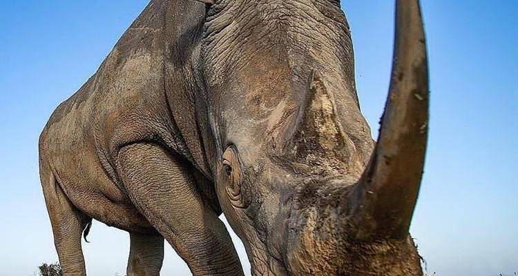 4 jours entre Tarangire et Ngororngoro - Africa Outland Safaris 9