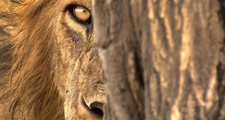 4 jours entre Tarangire et Ngororngoro - Africa Outland Safaris 3