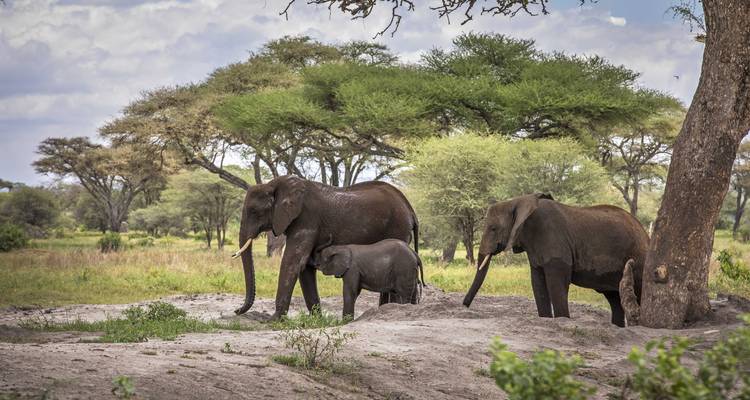 5 días circuito norte de Tanzania - Africa Outland Safaris 6