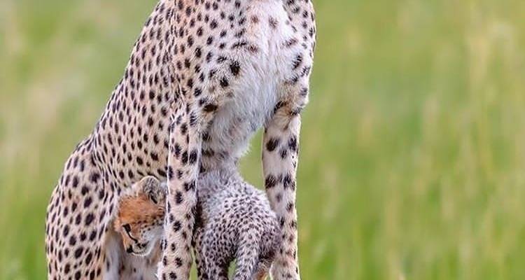 5 días circuito norte de Tanzania - Africa Outland Safaris 2