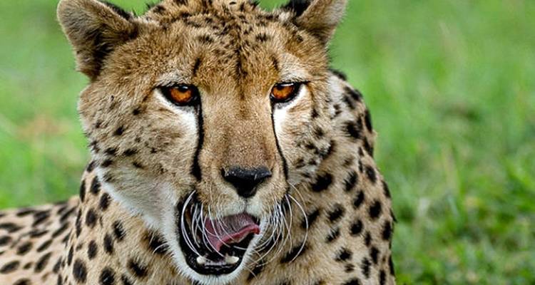 5 días circuito norte de Tanzania - Africa Outland Safaris 8