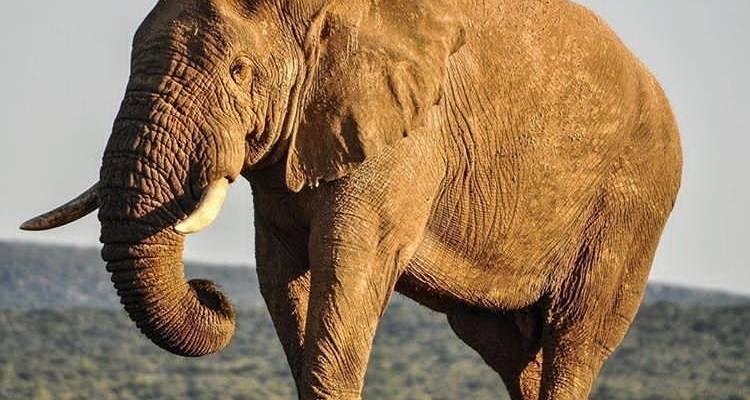 5 días circuito norte de Tanzania - Africa Outland Safaris 7