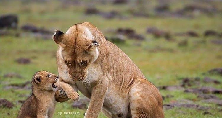 5 días circuito norte de Tanzania - Africa Outland Safaris 3