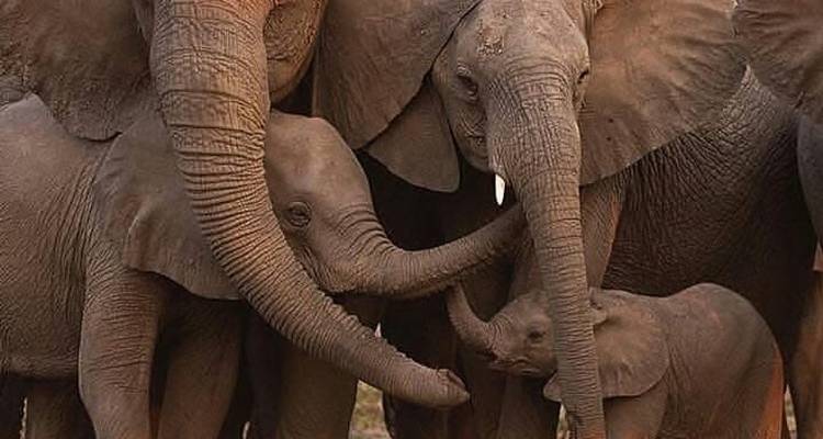 5 días circuito norte de Tanzania - Africa Outland Safaris 1