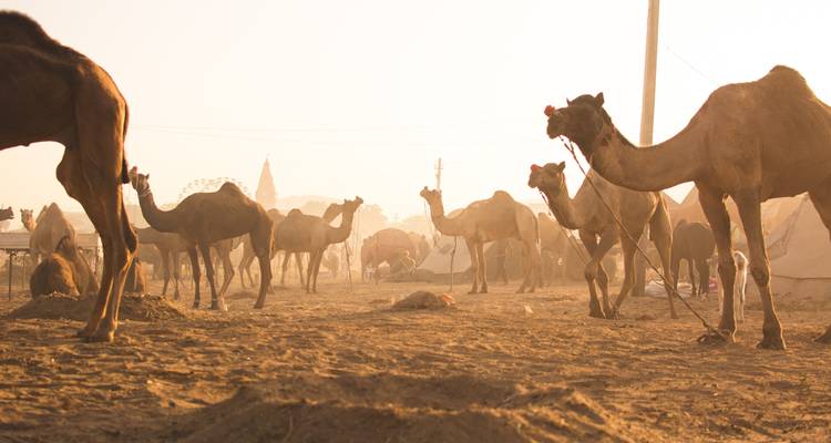 Kamele, die sich in einer Wüstenfestival-Umgebung ausruhen, mit einem Riesenrad im Hintergrund.