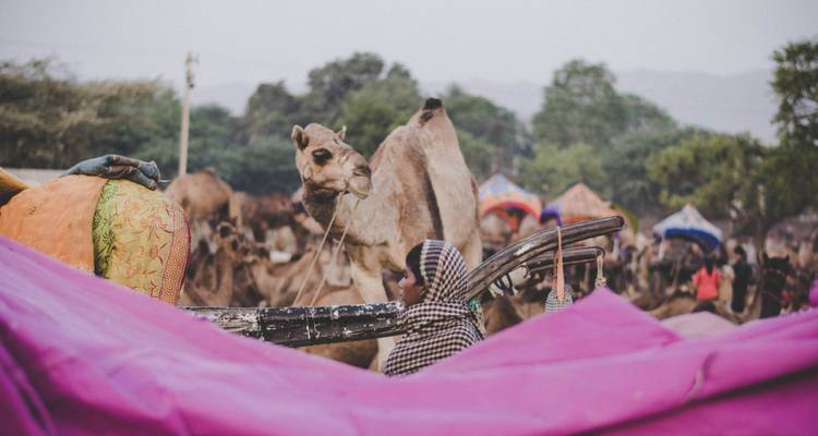 Eine Person, die in eine Decke gehüllt ist, mit Kamelen und Festzelten.