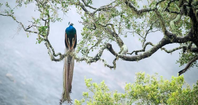 Observation des oiseaux au Sri Lanka - 17 jours - Stelaran Holidays (Pvt) Ltd 3