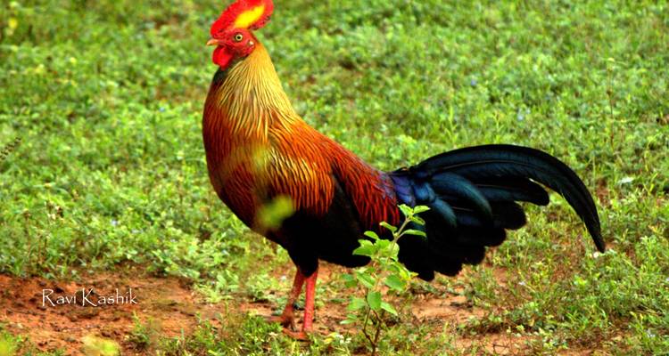 Observation des oiseaux au Sri Lanka - 17 jours - Stelaran Holidays (Pvt) Ltd 2