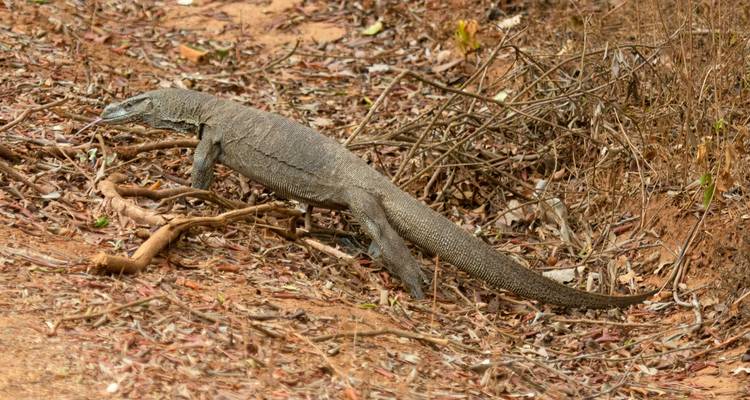 Serenidad y Aventura - Una Odisea de 16 Días por las Maravillas de Sri Lanka - Apple Vacations Pvt Ltd 6