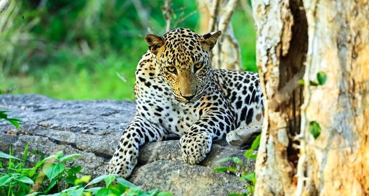 Serenidad y Aventura - Una Odisea de 16 Días por las Maravillas de Sri Lanka - Apple Vacations Pvt Ltd 9