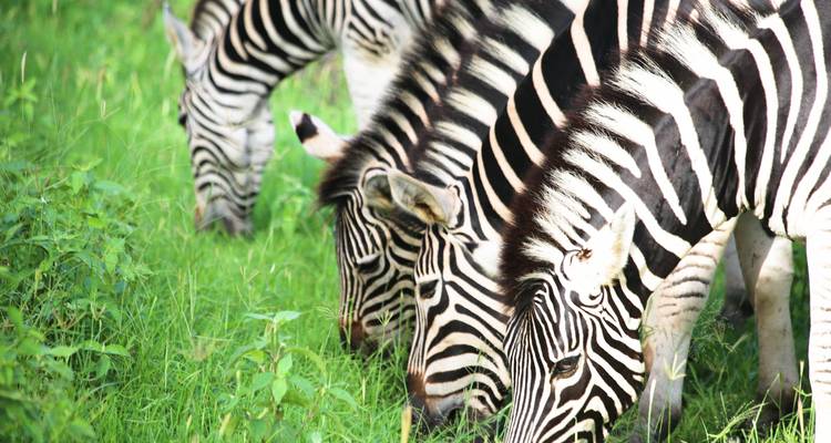 Senegal Amistoso, 8 días 7 noches - Africa For Tourism 7